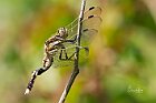 Orthetrum-albistylum-piegata