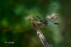 Orthetrum-cancellatum 2