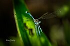 Platycnemis- pennipes-volo