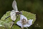 Selysiothemis nigra 6
