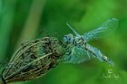 Selysiothemis-nigra1