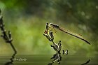 Sympecma-fusca-riflesso