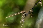 Sympecma-fusca