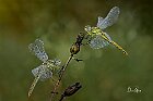 Sympetrum Fonscolombii