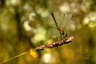 Sympetrum mediterraneo