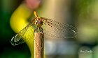 Sympetrum meridionale ali-piegate
