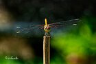 Sympetrum meridionale