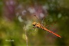 Sympetrum-Striolatum