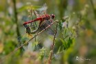 Sympetrum-fonscolombii