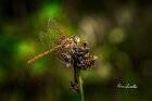 Sympetrum-meridionale