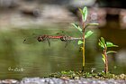 Sympetrum-striolatum-accoppiamento