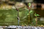 Sympetrum-striolatum-deposizione-uova