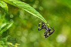 Aracnide