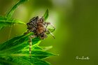 Araneus-angulatus