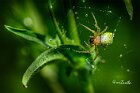 Araniella-cucurbitina