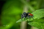 Carrhotus xanthogramma Maschio