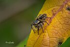 Carrhotus-xanthogramma-femmina