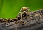 Cheiracanthium-sp.-(Cheiracanthiidae)