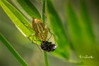 Oxyopes-lineatus