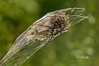 Oxyopes-ramosus