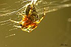 Aracnide
