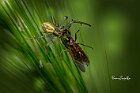 Ragno-granchio-Crab-spider