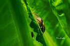 Salticidae-Terra-di-siena