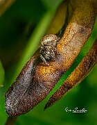 Salticidae-marrone