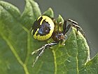 Synaema globosum