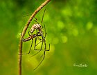 Tetragnatha-accoppiamento