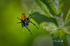 Tetragnatha-straminea-il-balzo
