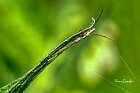 Tetragnatha-straminea