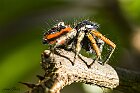 Philaeus chrysops maschio