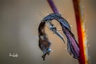 Chironomide