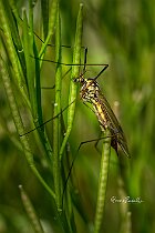 Tipula-Nephrotoma