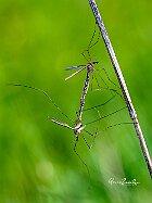 Tipula-accoppiamento