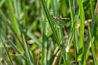 Tipula