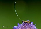 Nemophora metallica  (famiglia delle Adelidae)