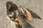 Gheppio-maschio-inboccata