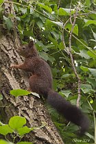 Sciurus vulgaris