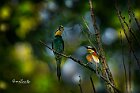 Gruccione duo libellula
