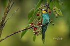 Gruccione-con-Sesia-apiformis