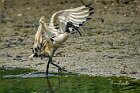 Ibis-sacro-ali-in-alto