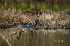 Combattente-duo-volo