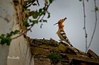 Upupa-casa-diroccata