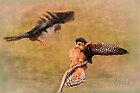 Duo-Falco-cuculo-attacco