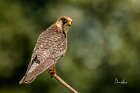 Falco-cuculo-guarda
