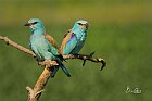 Ghiandaia-marina-duo