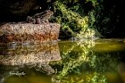 Rana-di-Stagno-Italiana-(Pelophylax-bergeri)