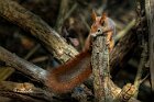 Scoiattolo-rosso-codona